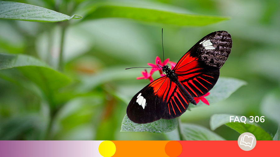 FAQ 306 - La nouvelle naissance humaine ou divine ?