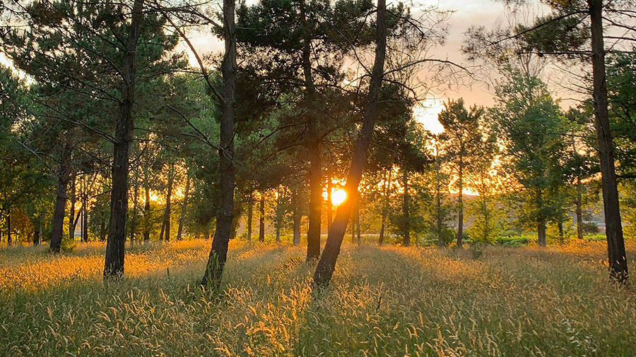 05 14 mdm Le Fils de l'homme glorifié