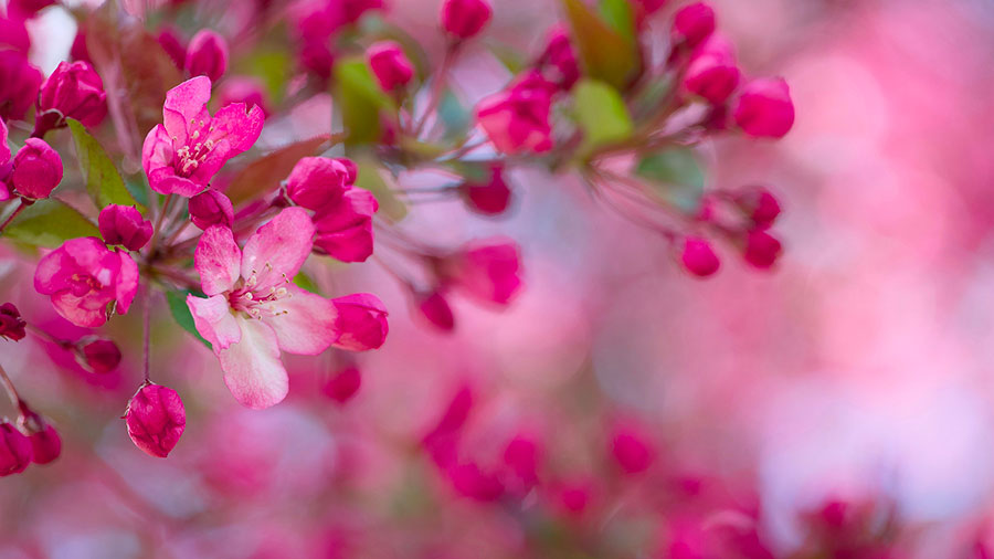 06 05 mdm Le Saint-Esprit glorifie le Fils