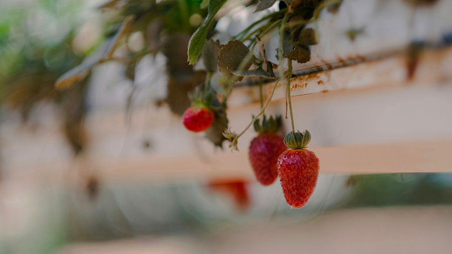 06 18 mdm Les fils pendant la moisson