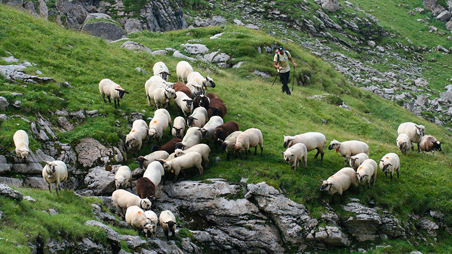 08 21 mdm L'Eternel est mon Berger