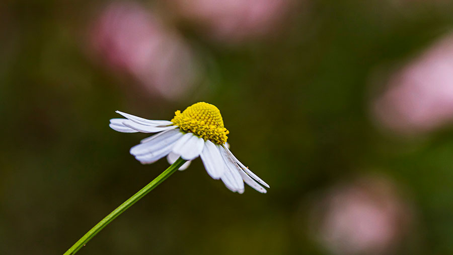 09 04 mdm La simplicité qui est en Christ