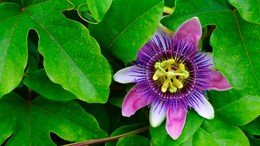 09 13 mdm IL m'a aimé, Il s'est livré pour moi...