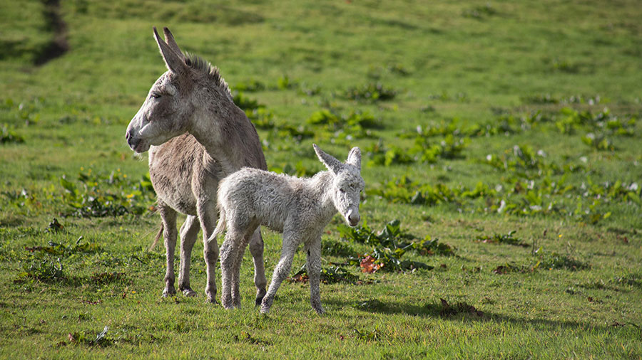 09 14 mdm Comme Jésus leur avait dit