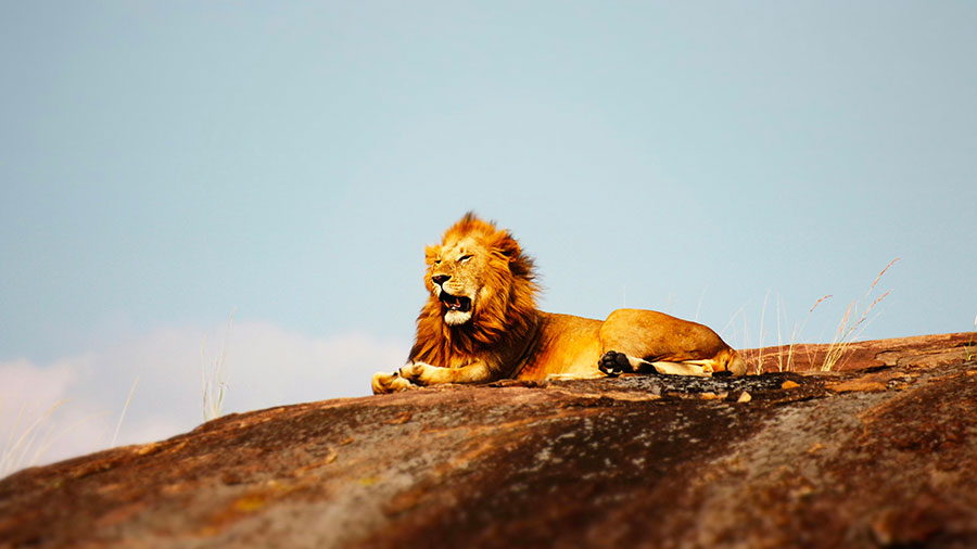 09 26 mdm Samson et le lion rugissant