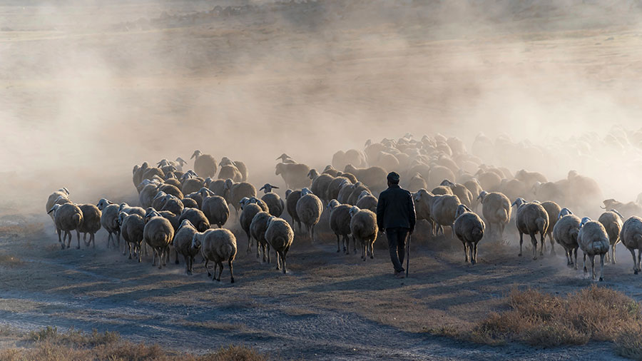 09 29 mdm Notre Berger divin