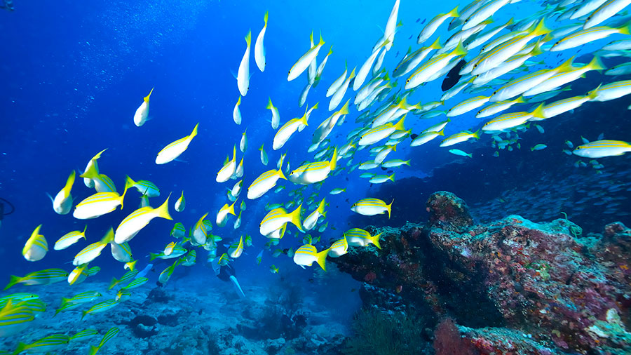 10 19 mdm La vie abondante en Christ