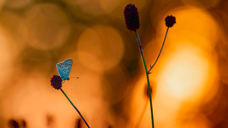11 21 mdm Il enseigne aux humbles Sa voie
