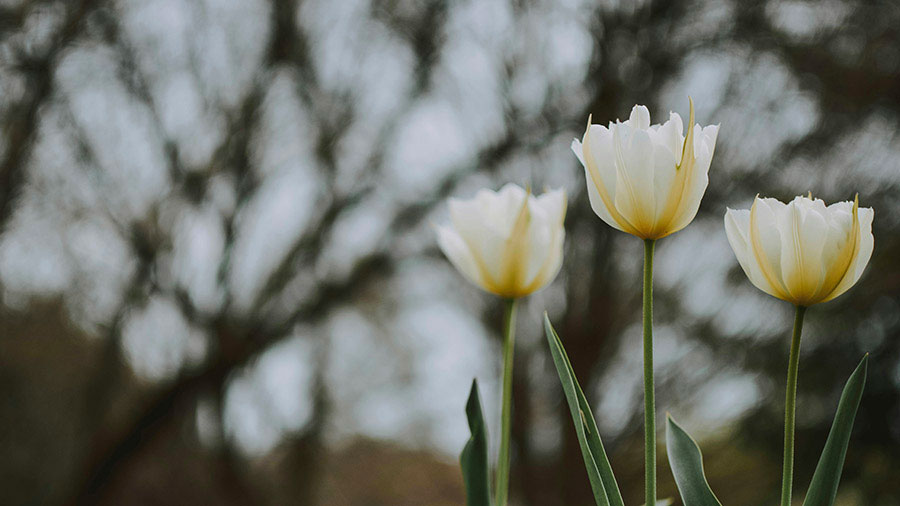 11 29 mdm Trois grâces spirituelles
