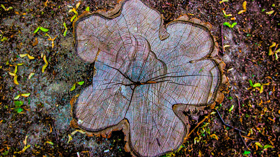 Une perle dans la Bible 1