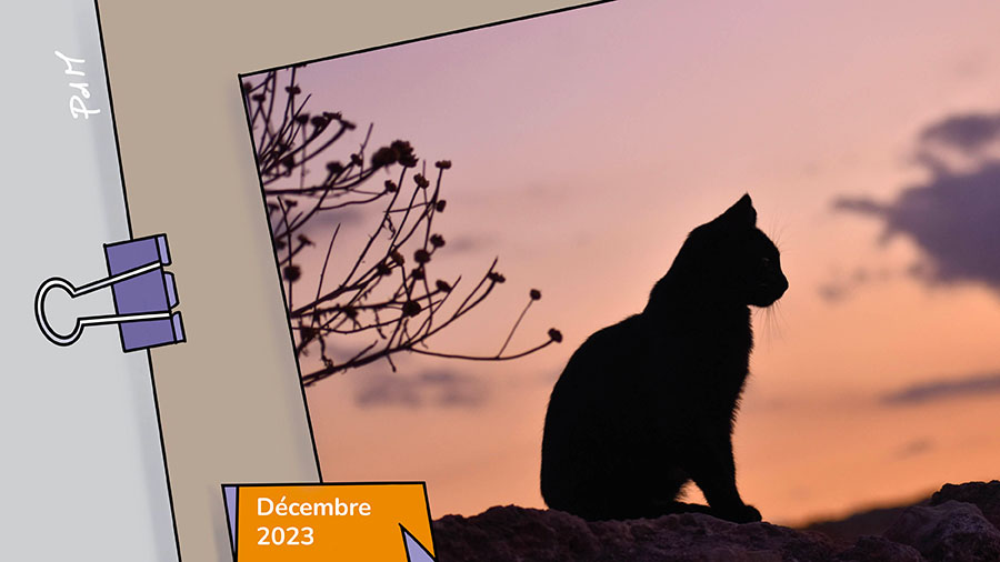 Guetter les affleurements de la grâce - Chat qui guette