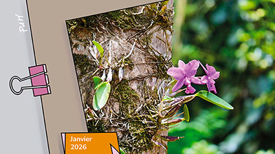 Et s’il était temps… de s’enraciner